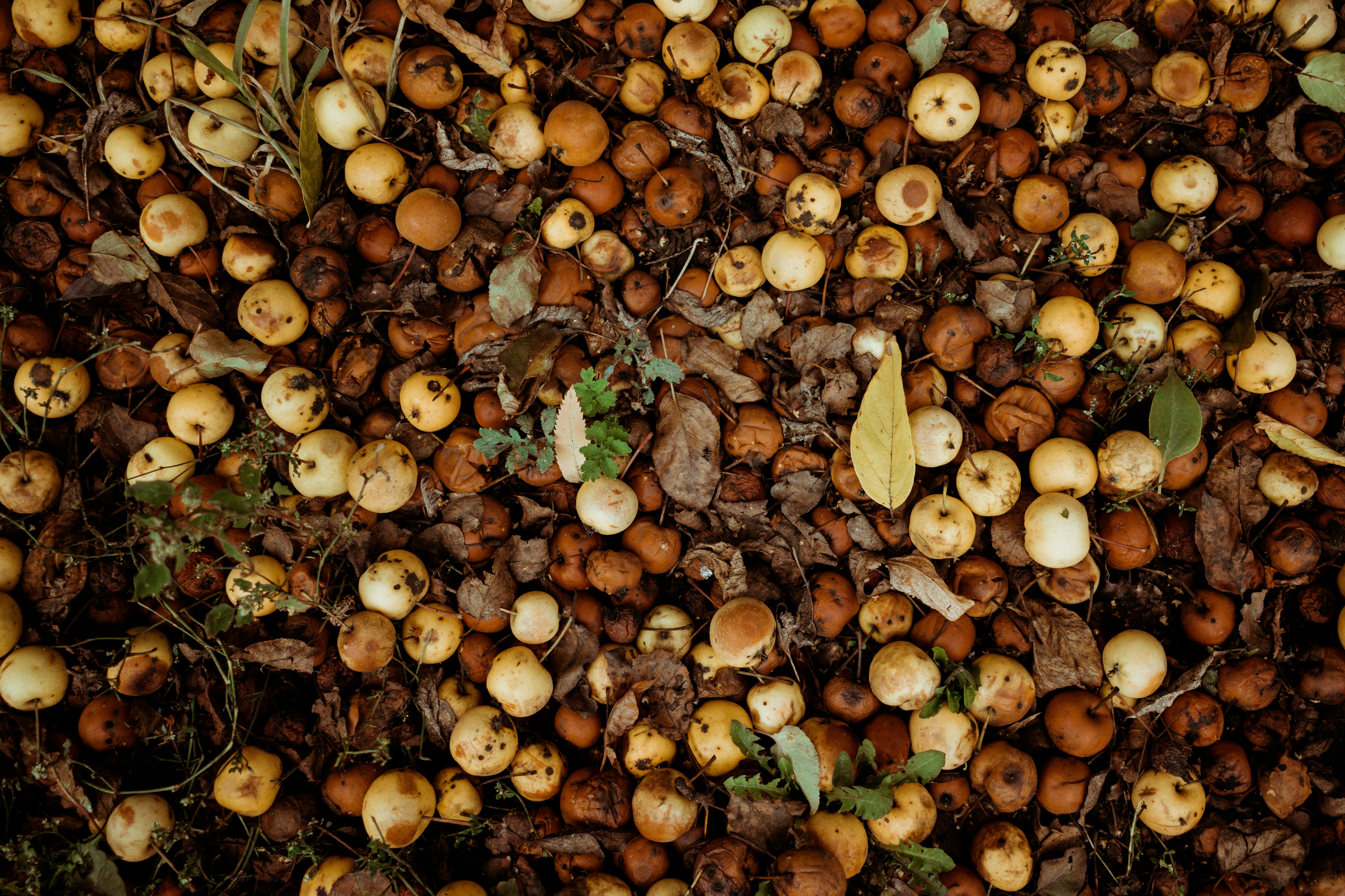 美中貿易戰升溫 黃豆成談判新籌碼