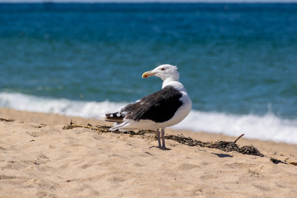 a seagull on a beach