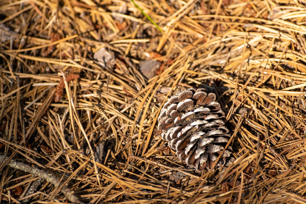 a pine cone on the ground