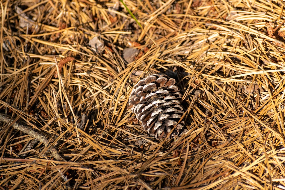 a pine cone on the ground