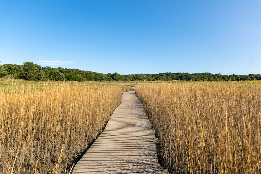 a wooden walkway through a field of wheat