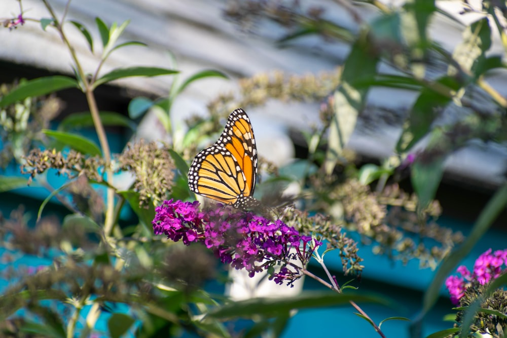 a butterfly on a flower