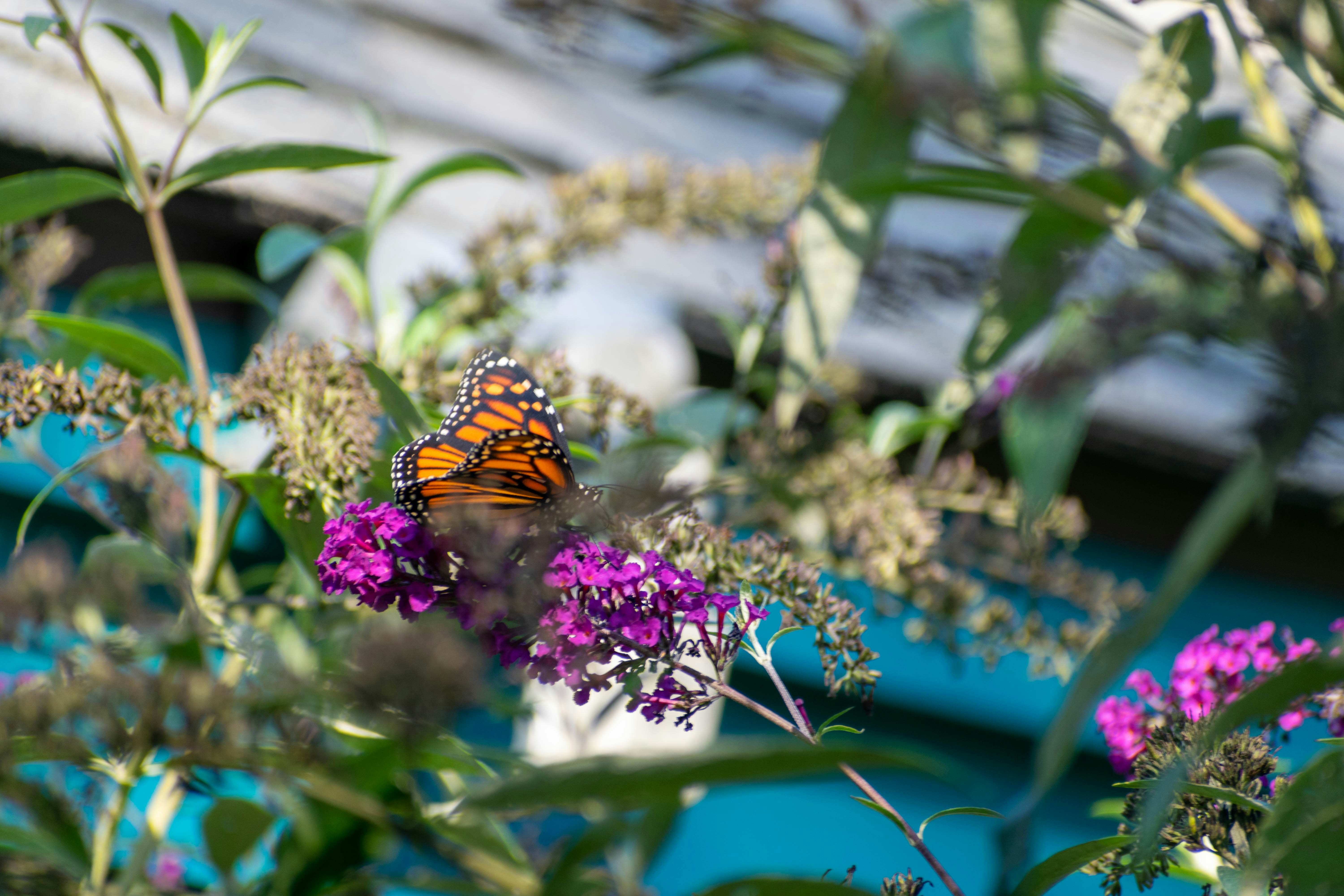 a butterfly on a flower