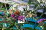 A monarch butterfly with orange and black wings is perched on vibrant purple flowers. The background shows lush green leaves and stems, with a soft out-of-focus area hinting at a garden or natural setting.
