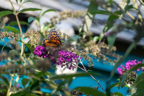 A monarch butterfly with orange and black wings is perched on vibrant purple flowers. The background shows lush green leaves and stems, with a soft out-of-focus area hinting at a garden or natural setting.