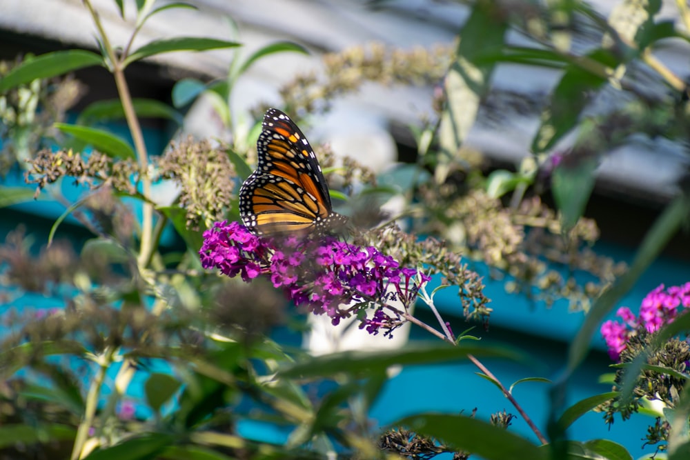 a butterfly on a flower