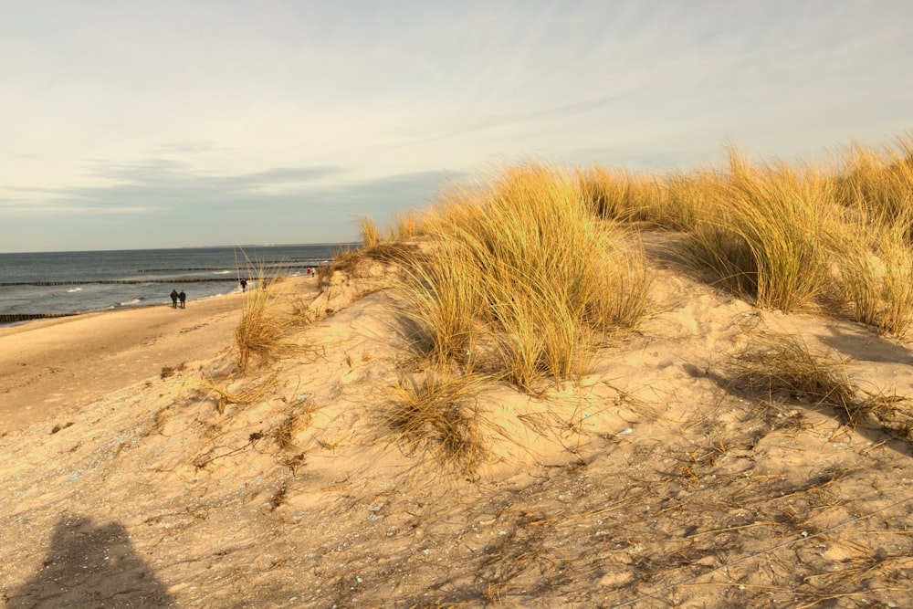 Una playa de arena con hierba alta