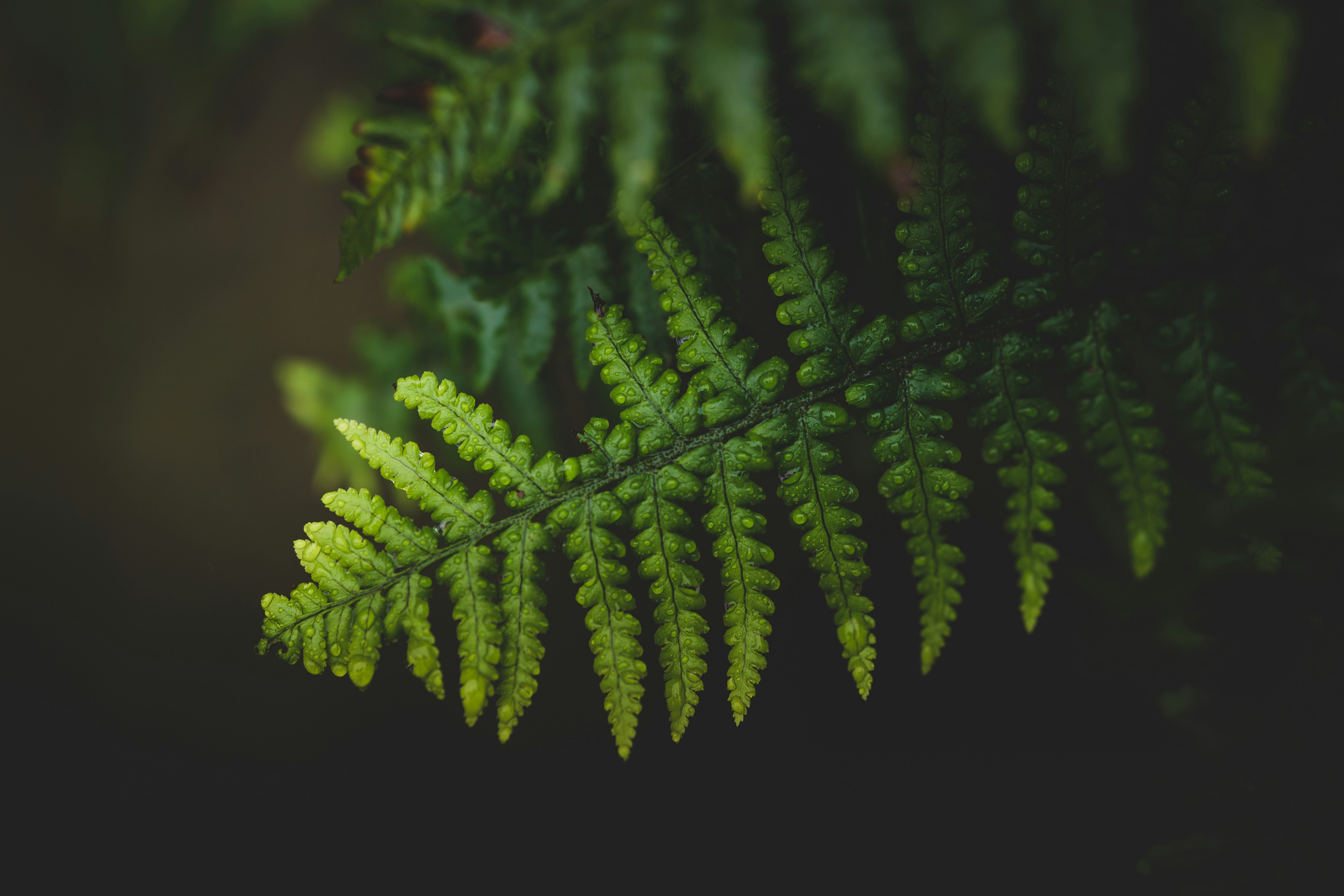 Lush Fern Plant