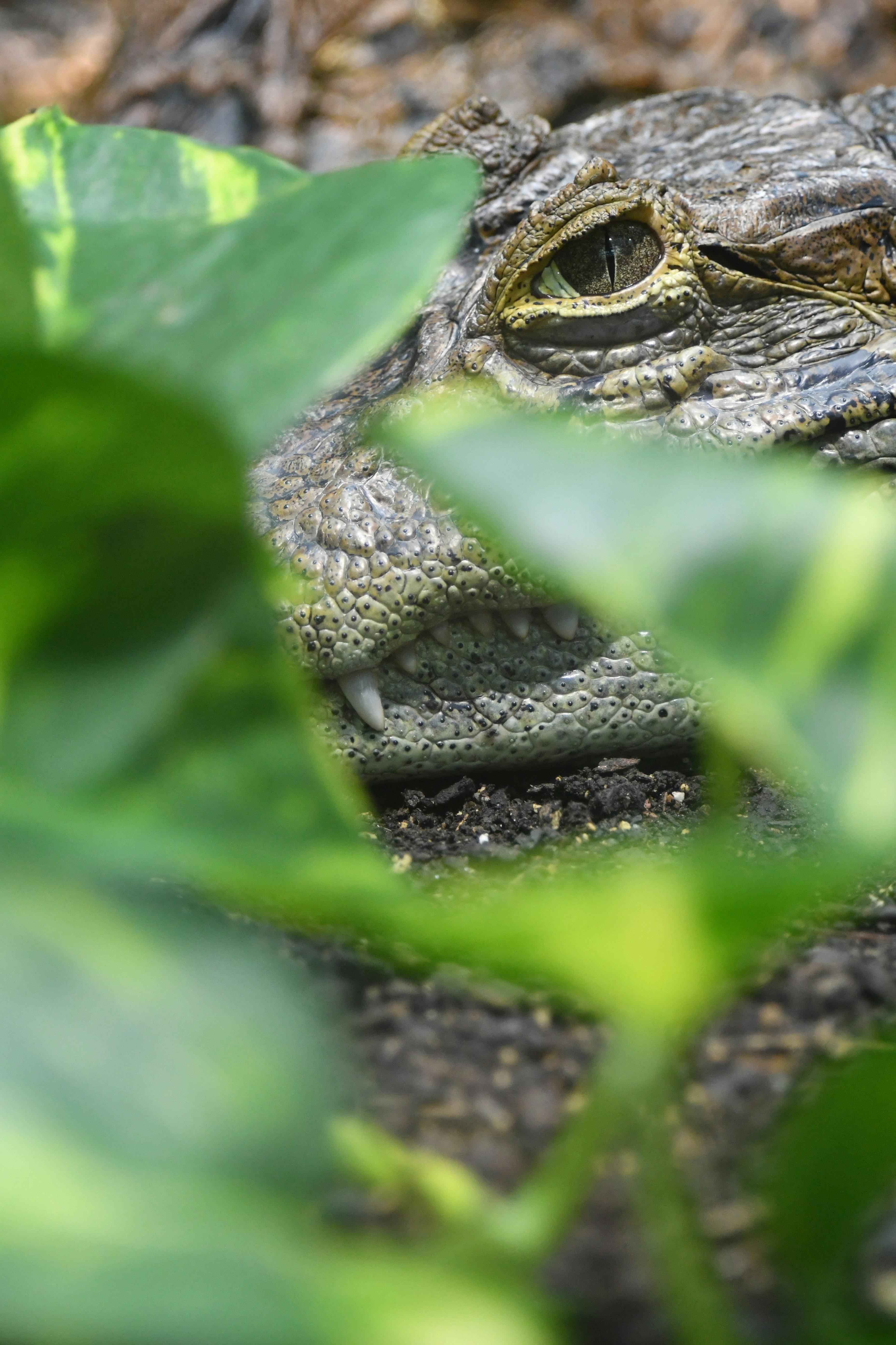 Photo by pedrino5_official