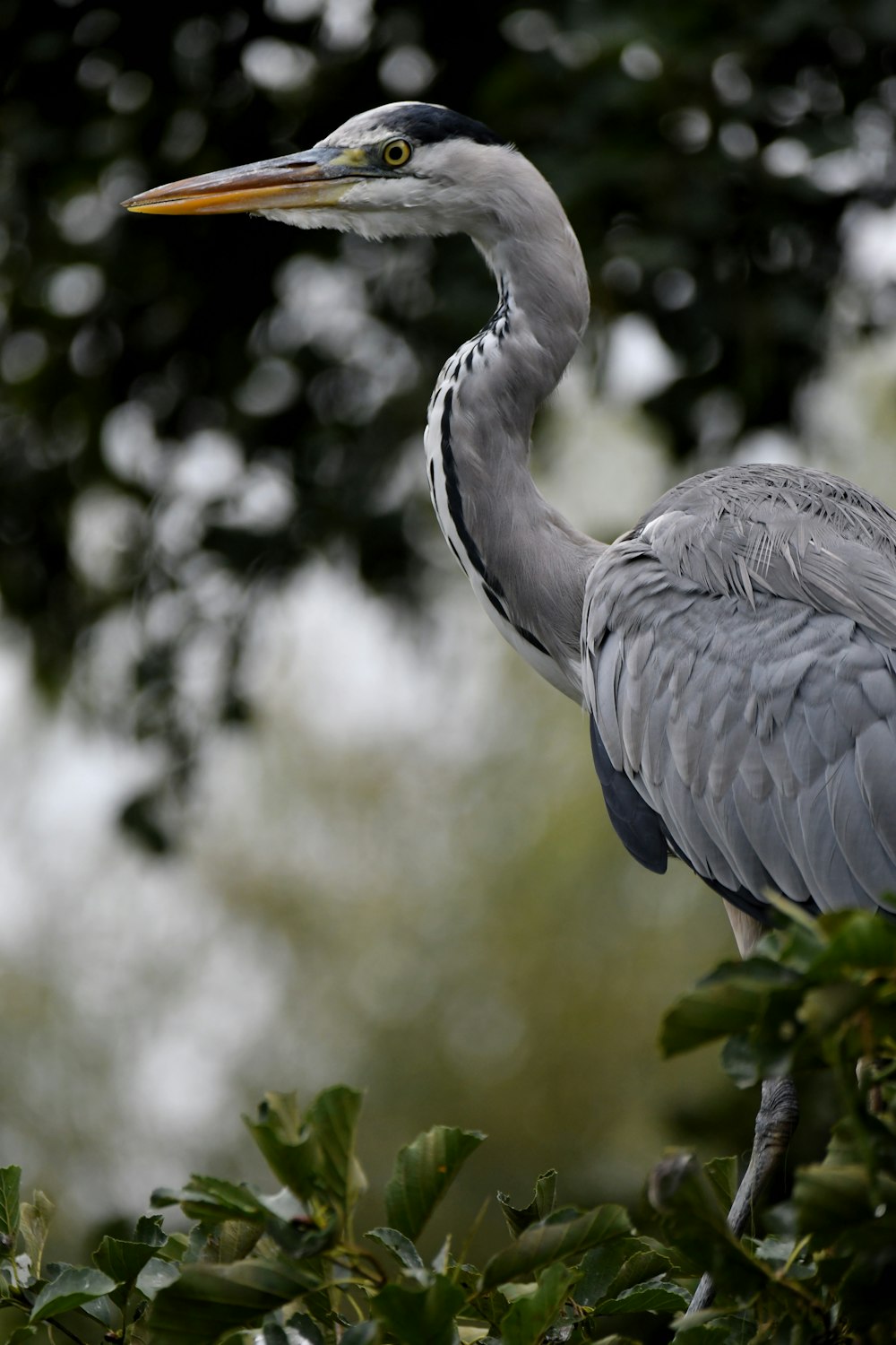 a bird standing on a branch