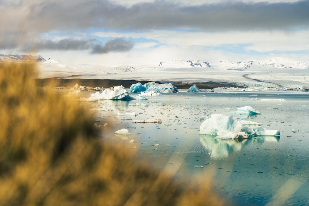 icebergs in the water