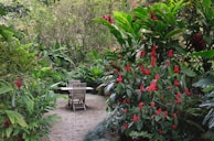 A lush garden setting featuring abundant green foliage and vibrant red flowers. In the center, there is a small gravel area with a wooden table and two chairs, surrounded by dense plants and trees.