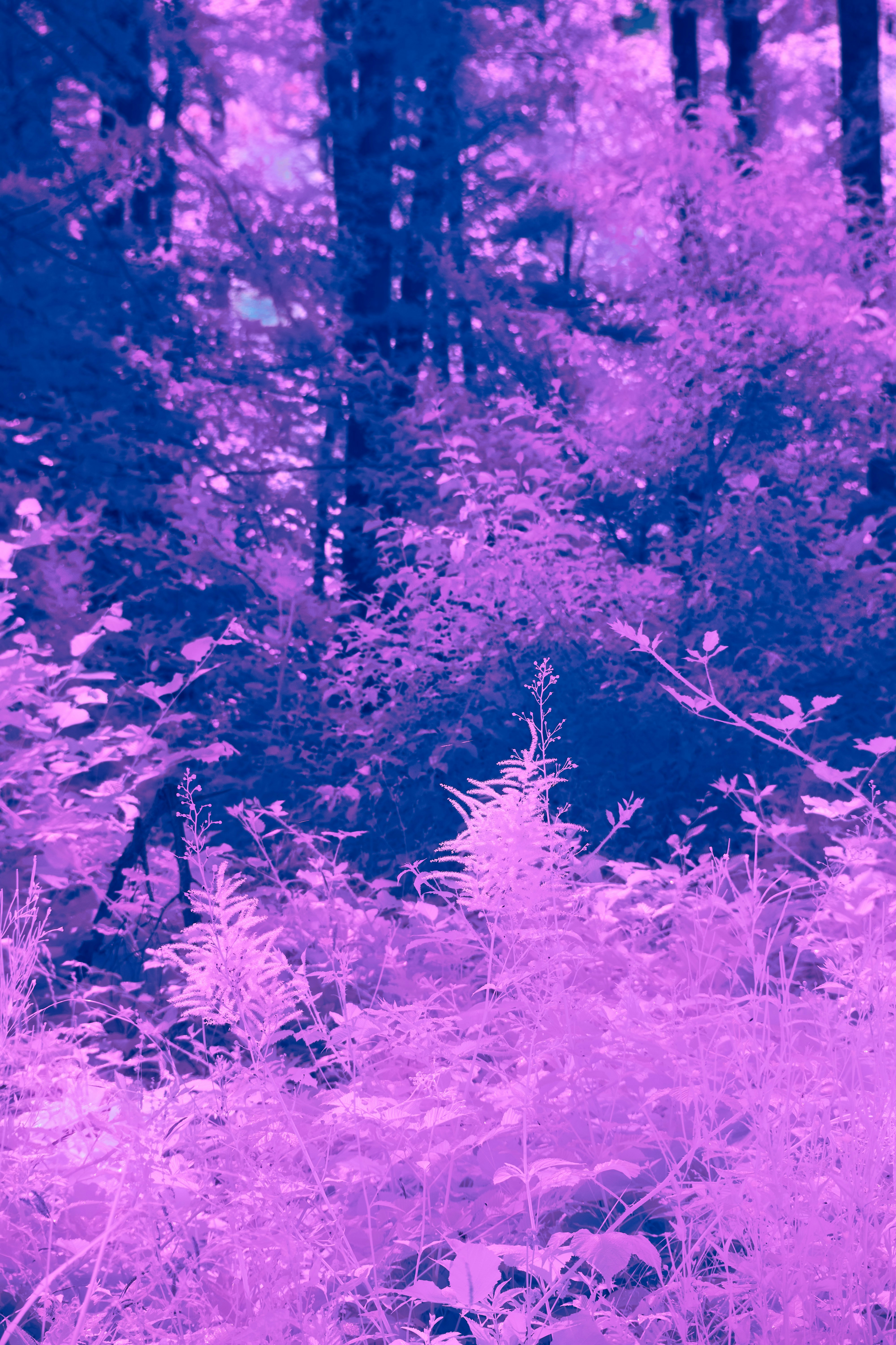 Photo by wolfgang_hasselmann