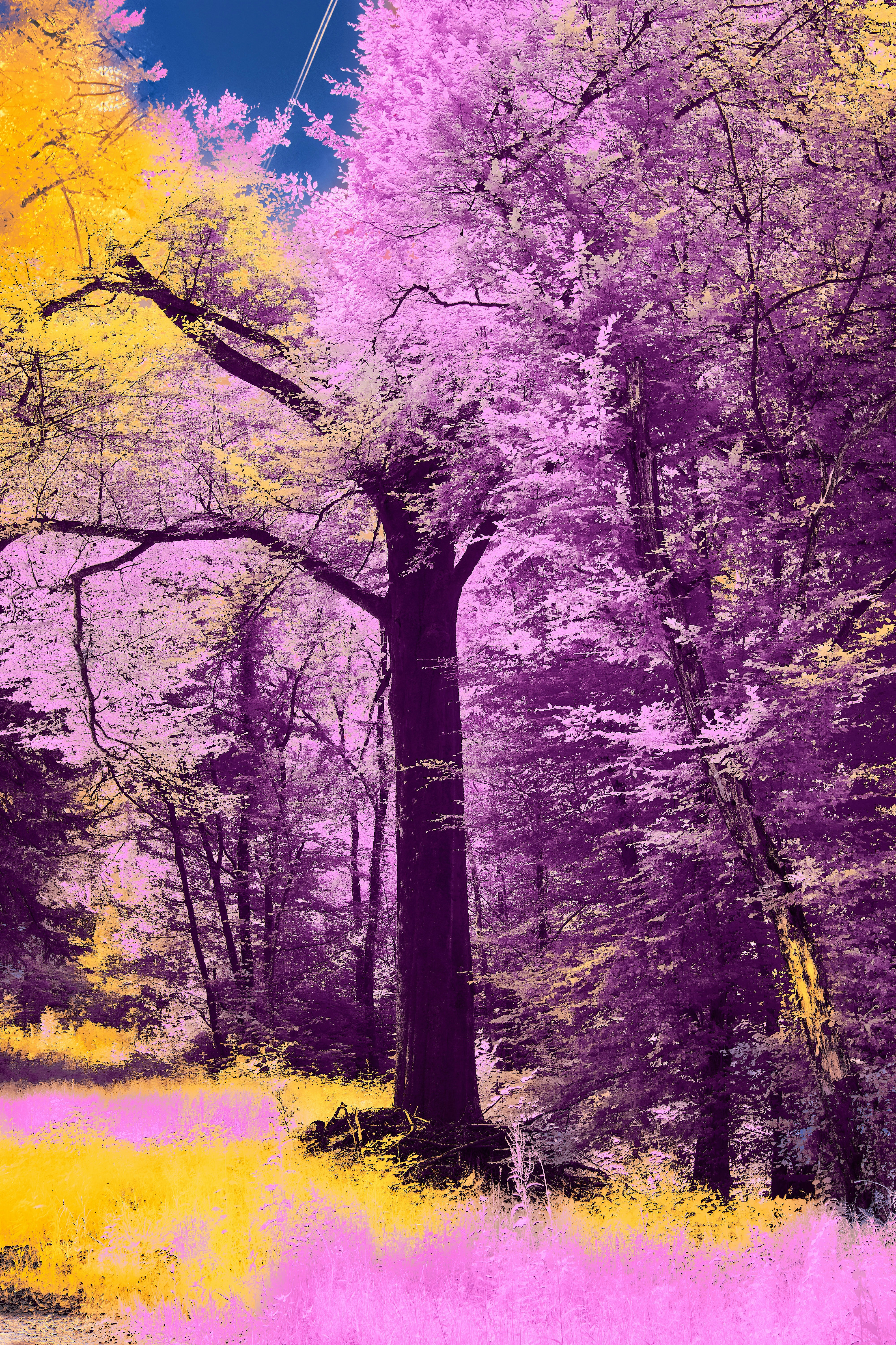 Photo by wolfgang_hasselmann