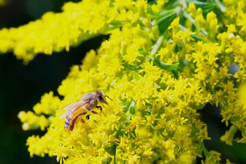 Una abeja en una flor