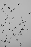 a flock of birds flying