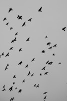 a flock of birds flying