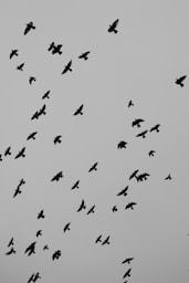 a flock of birds flying