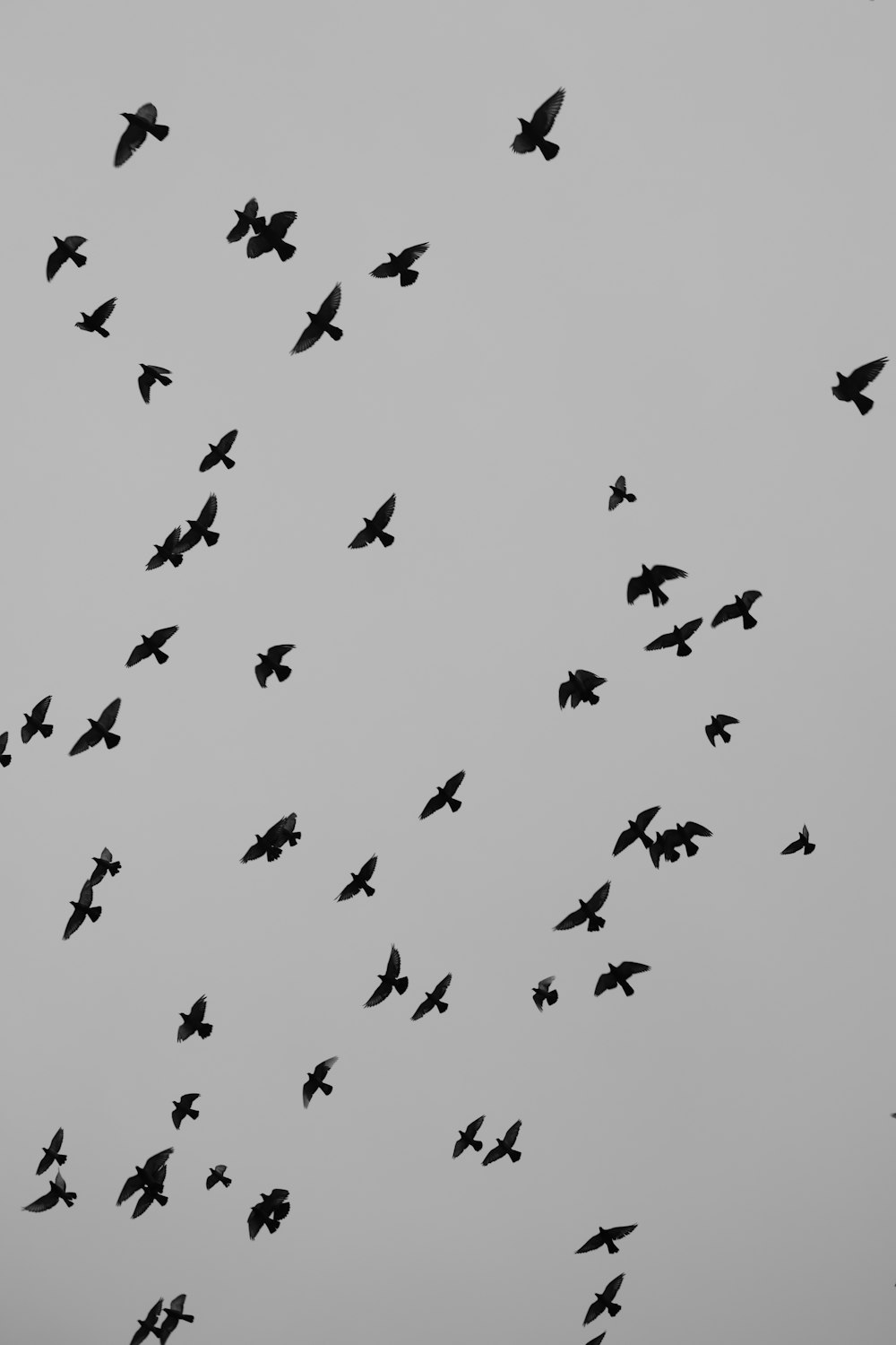 a flock of birds flying