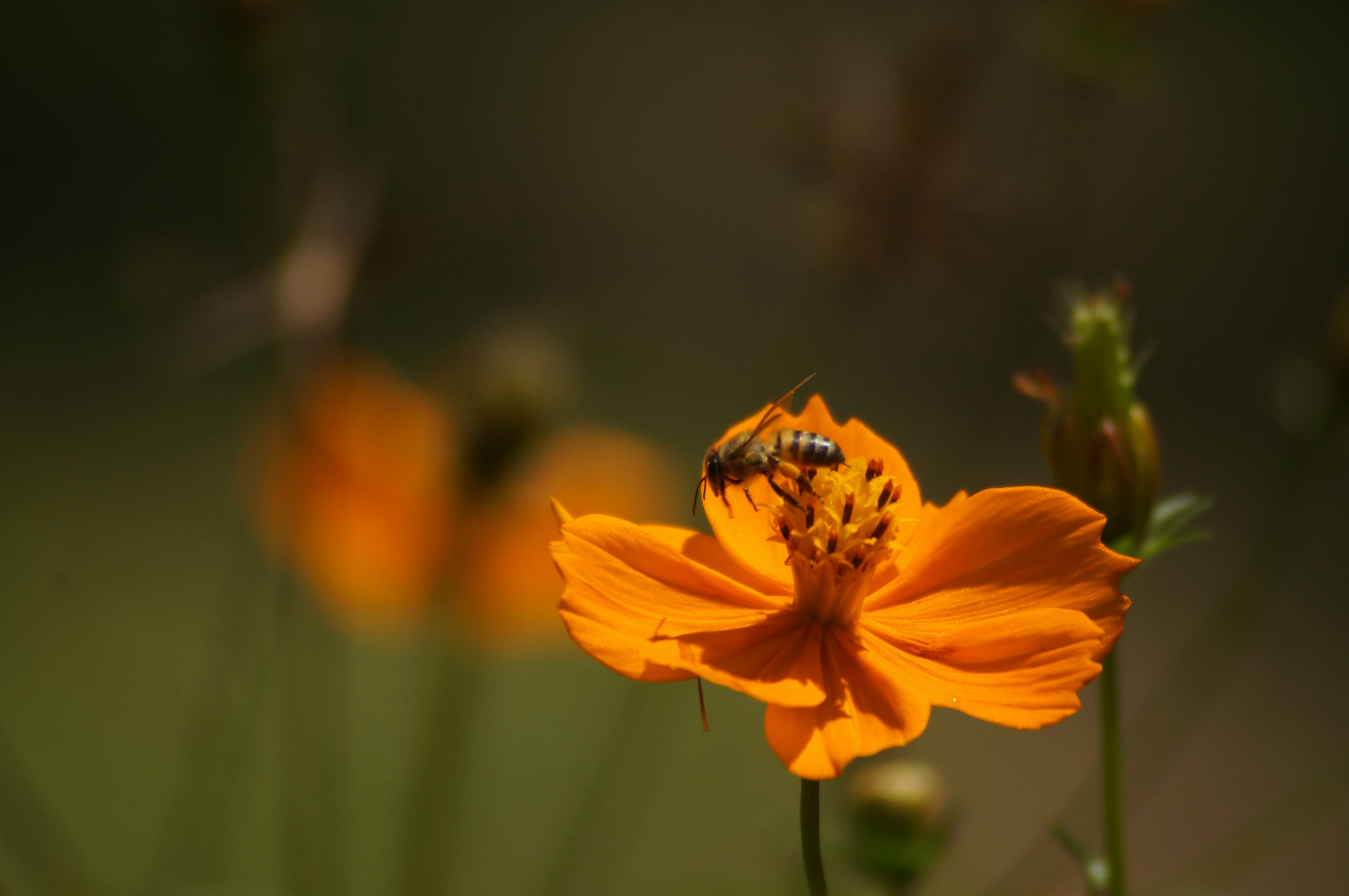 Photo by fredmachado