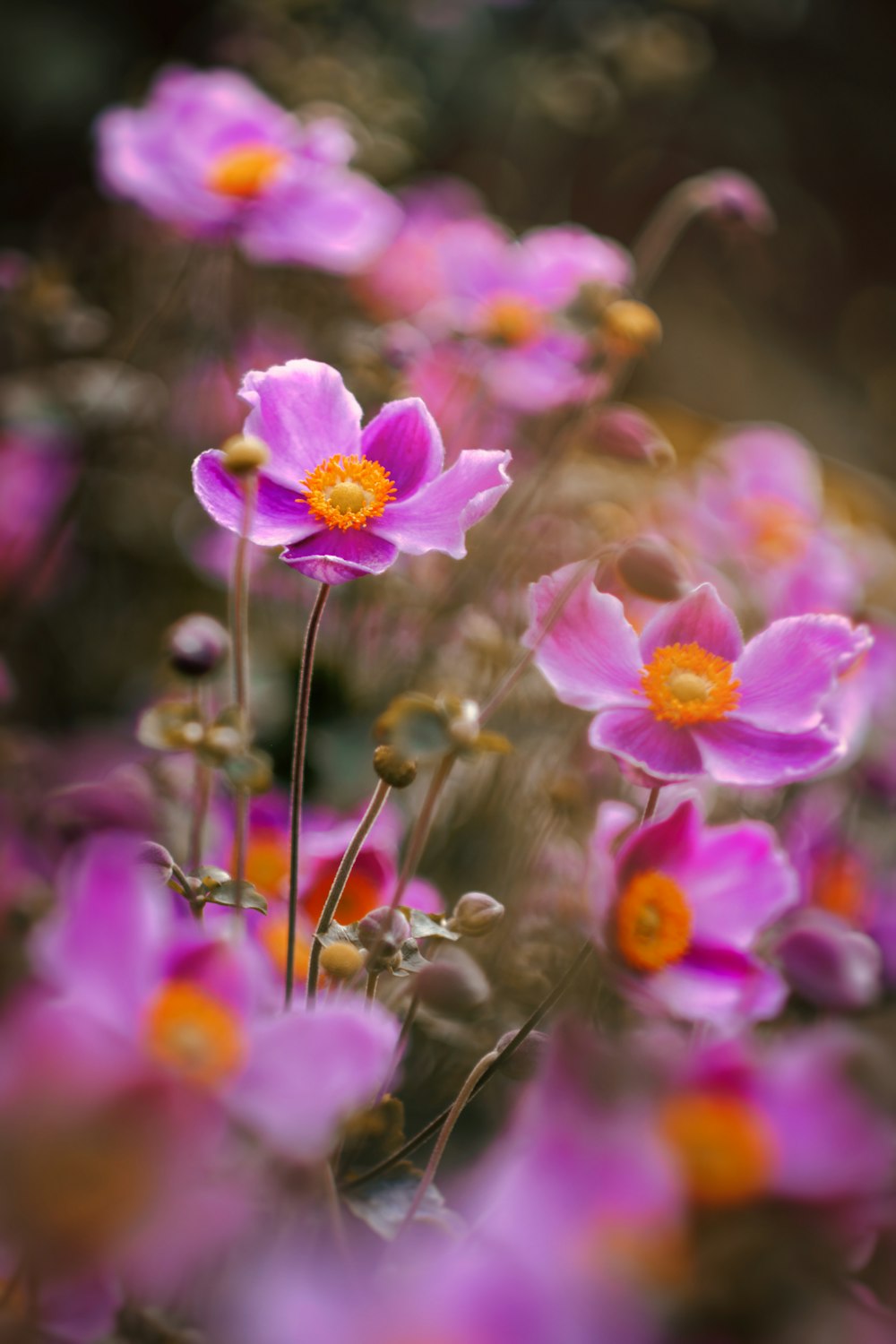 a close up of some flowers