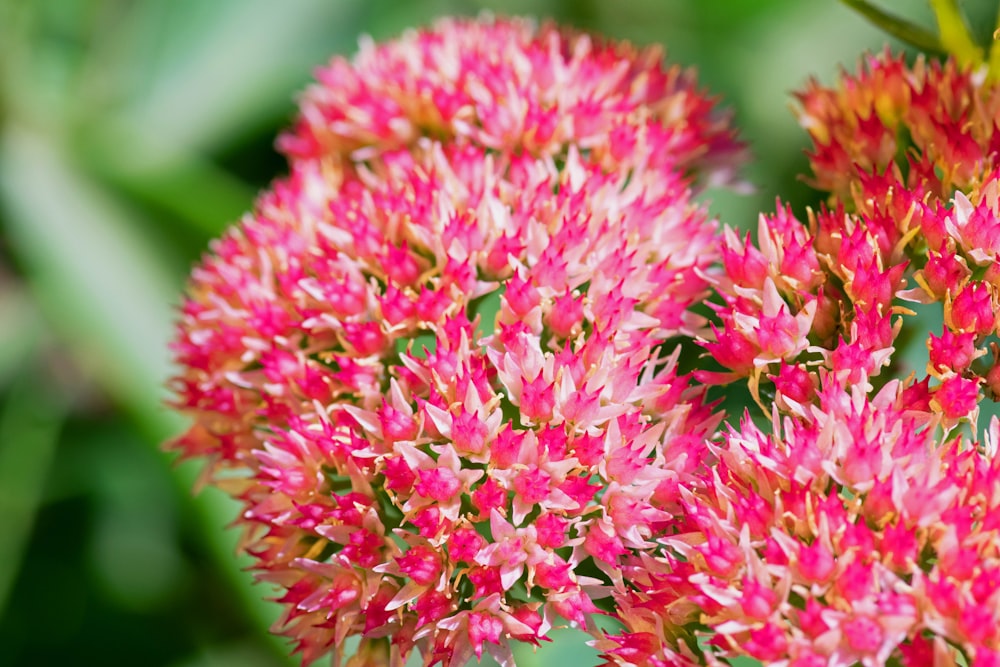 a close up of a flower