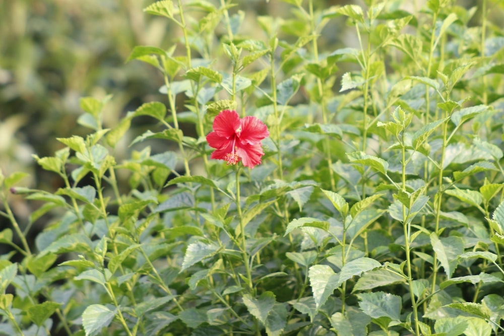 a red flower in a bush