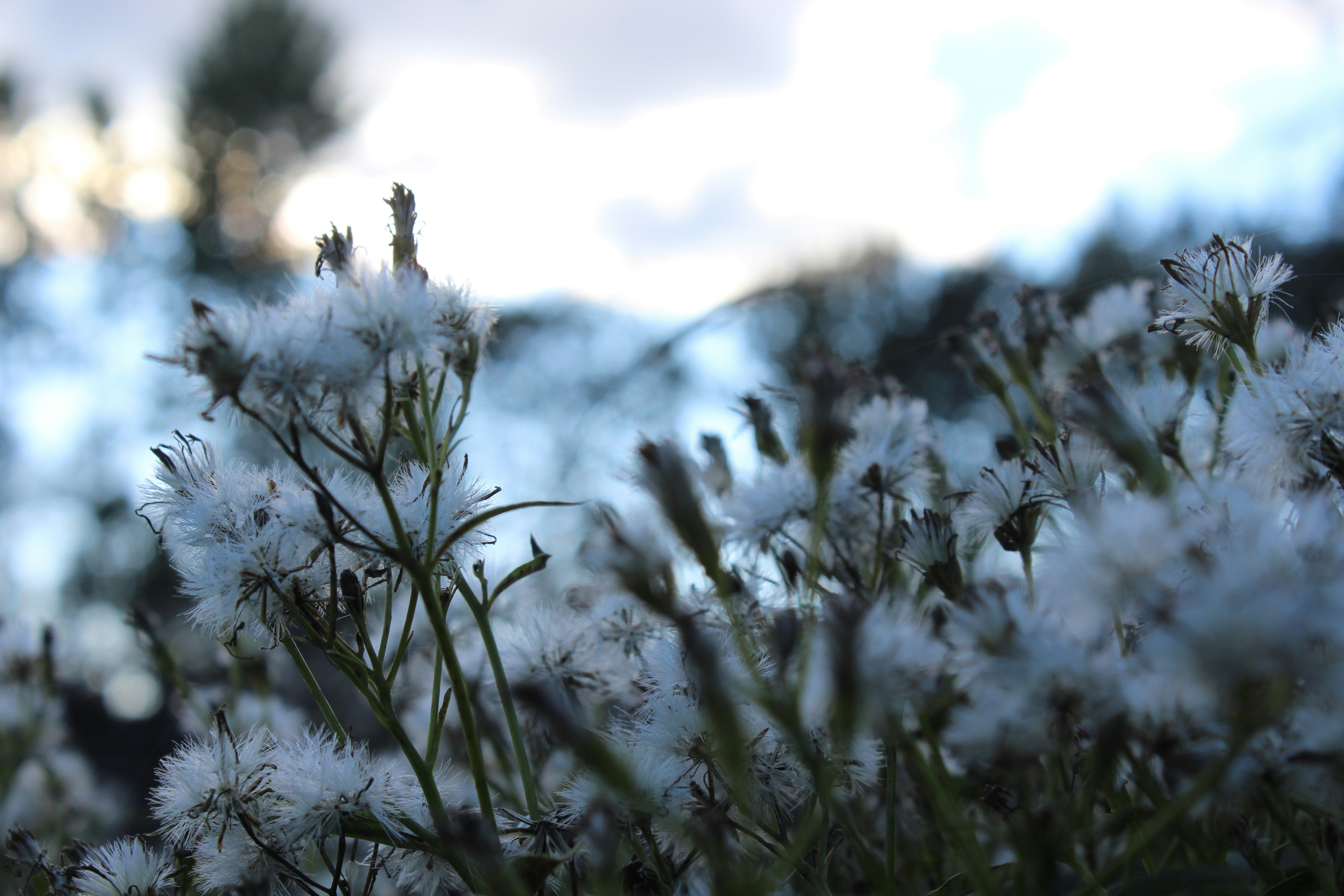a close up of a plant