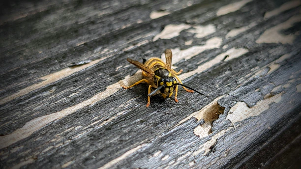 a bee on a wood surface
