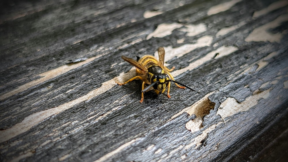 a bee on a wood surface