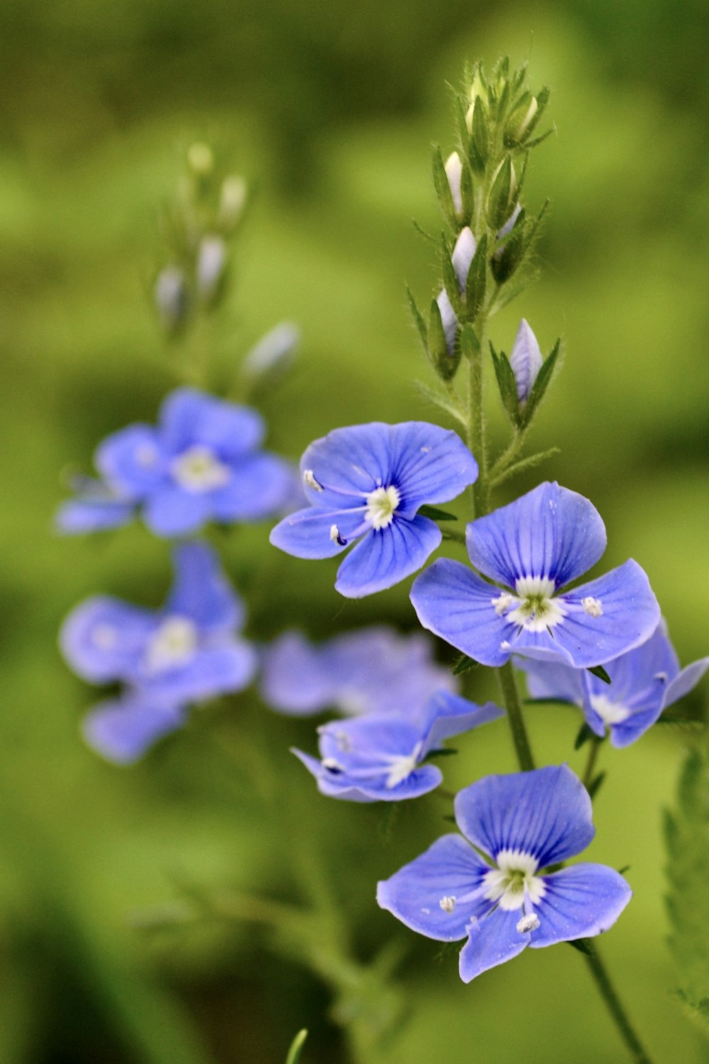 a group of blue flowers