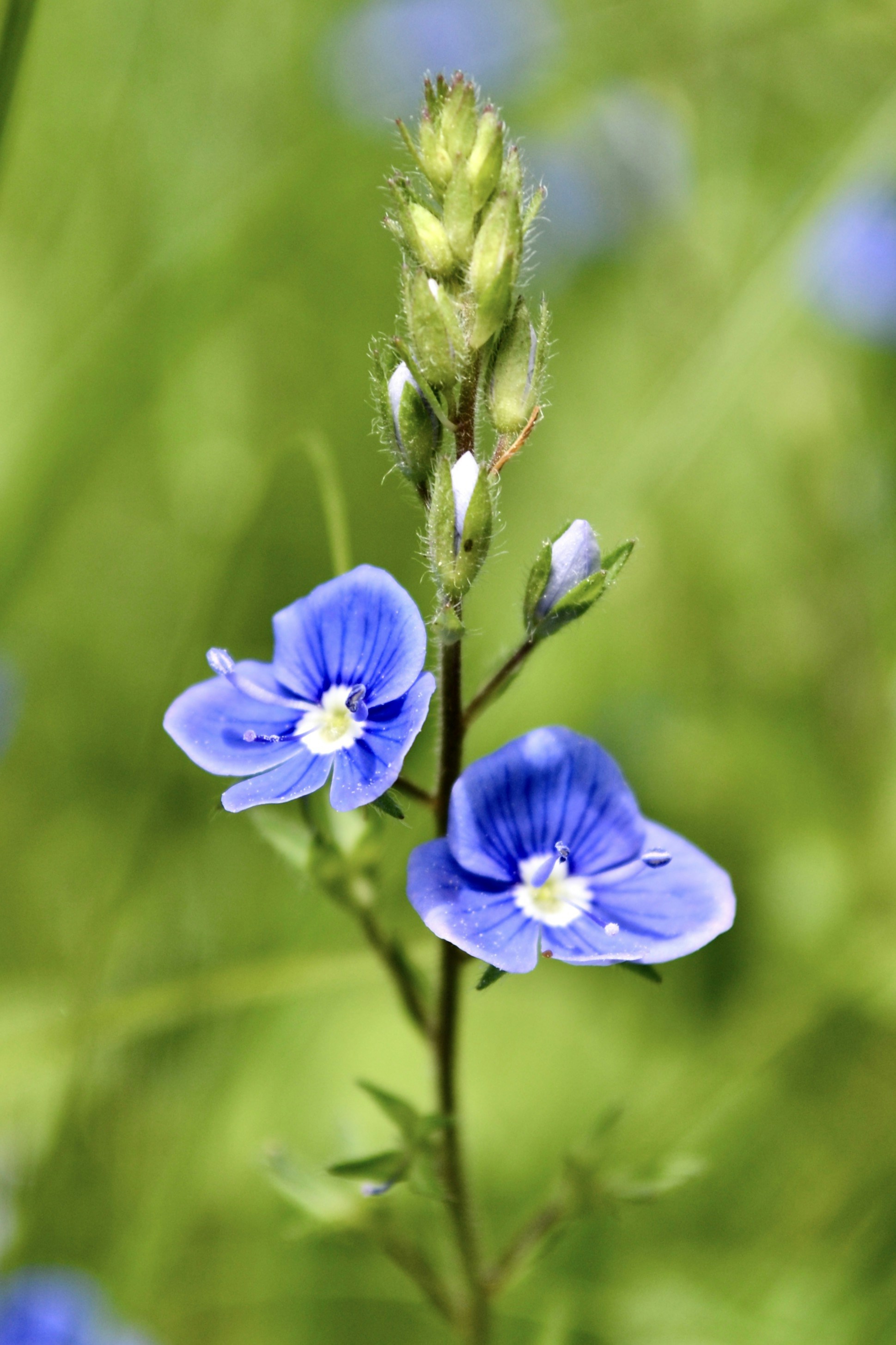 Photo by evgenslavin