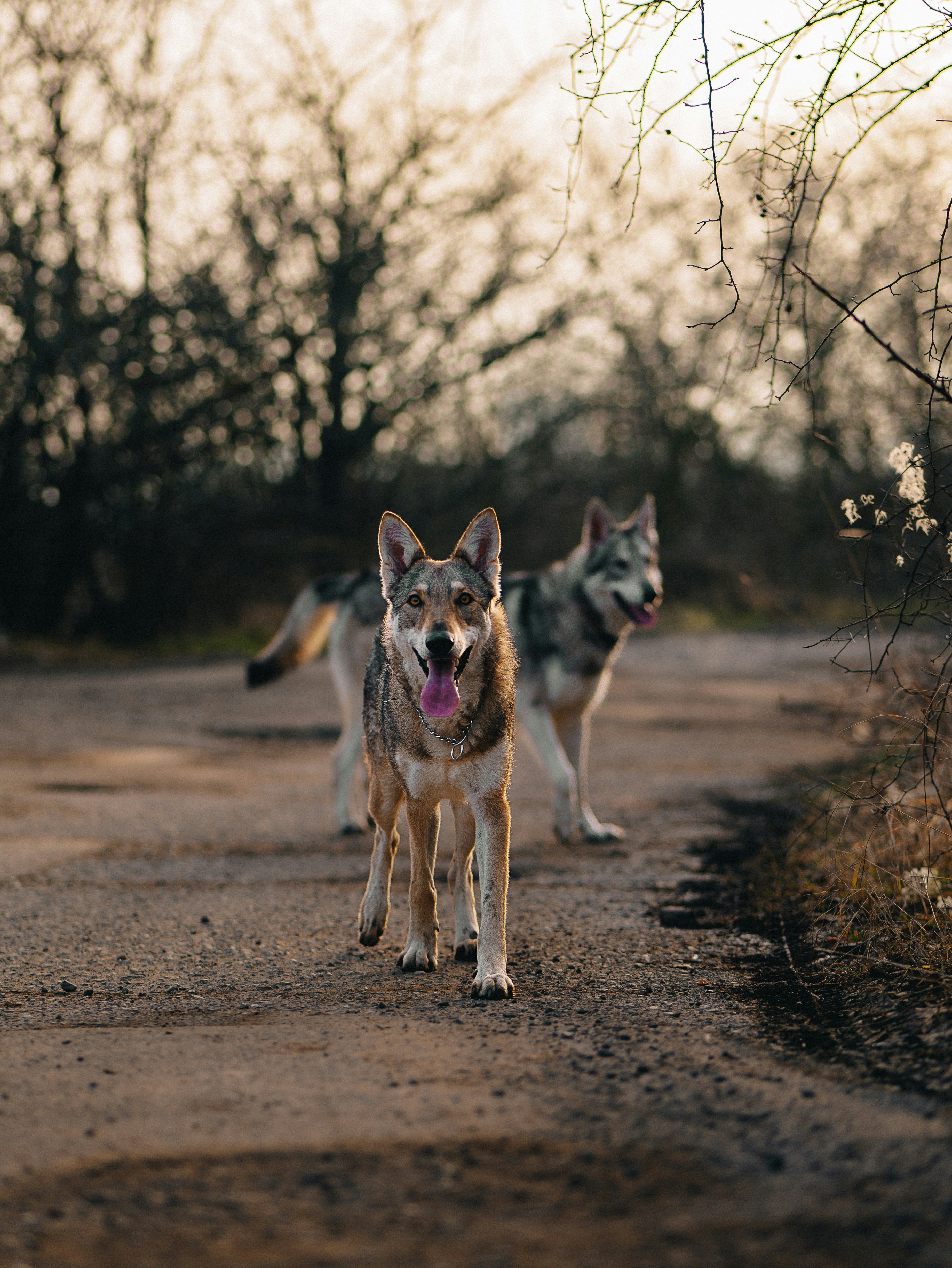 나무를 배경으로 흙길에 서 있는 두 마리의 개