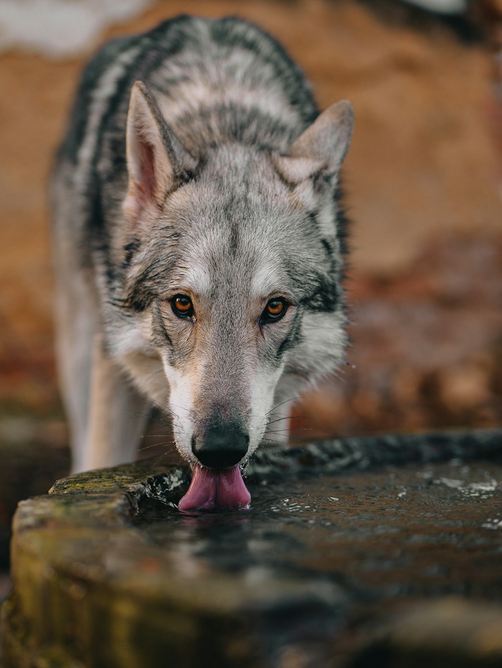 a wolf licking a rock