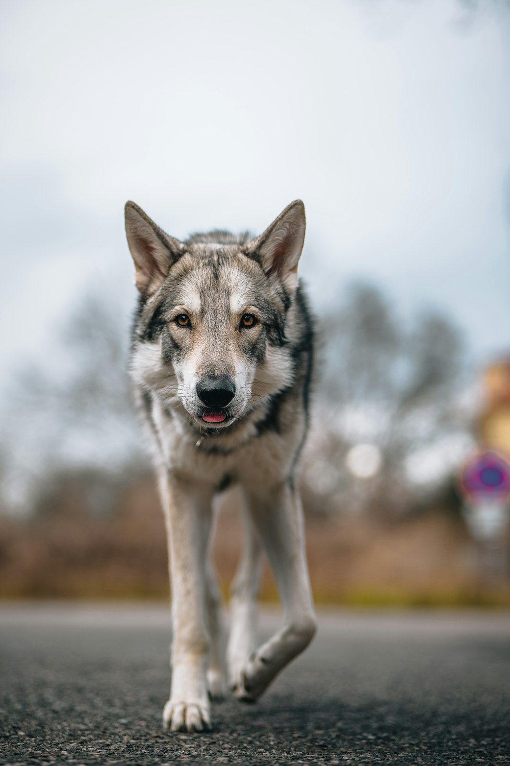 a dog running on a road