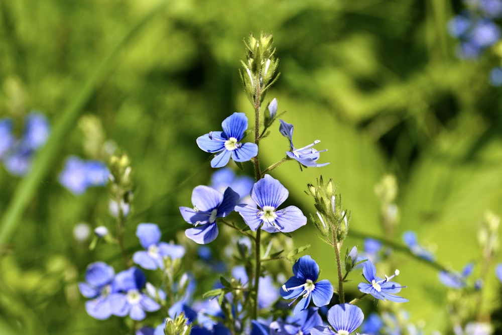 a close up of some flowers