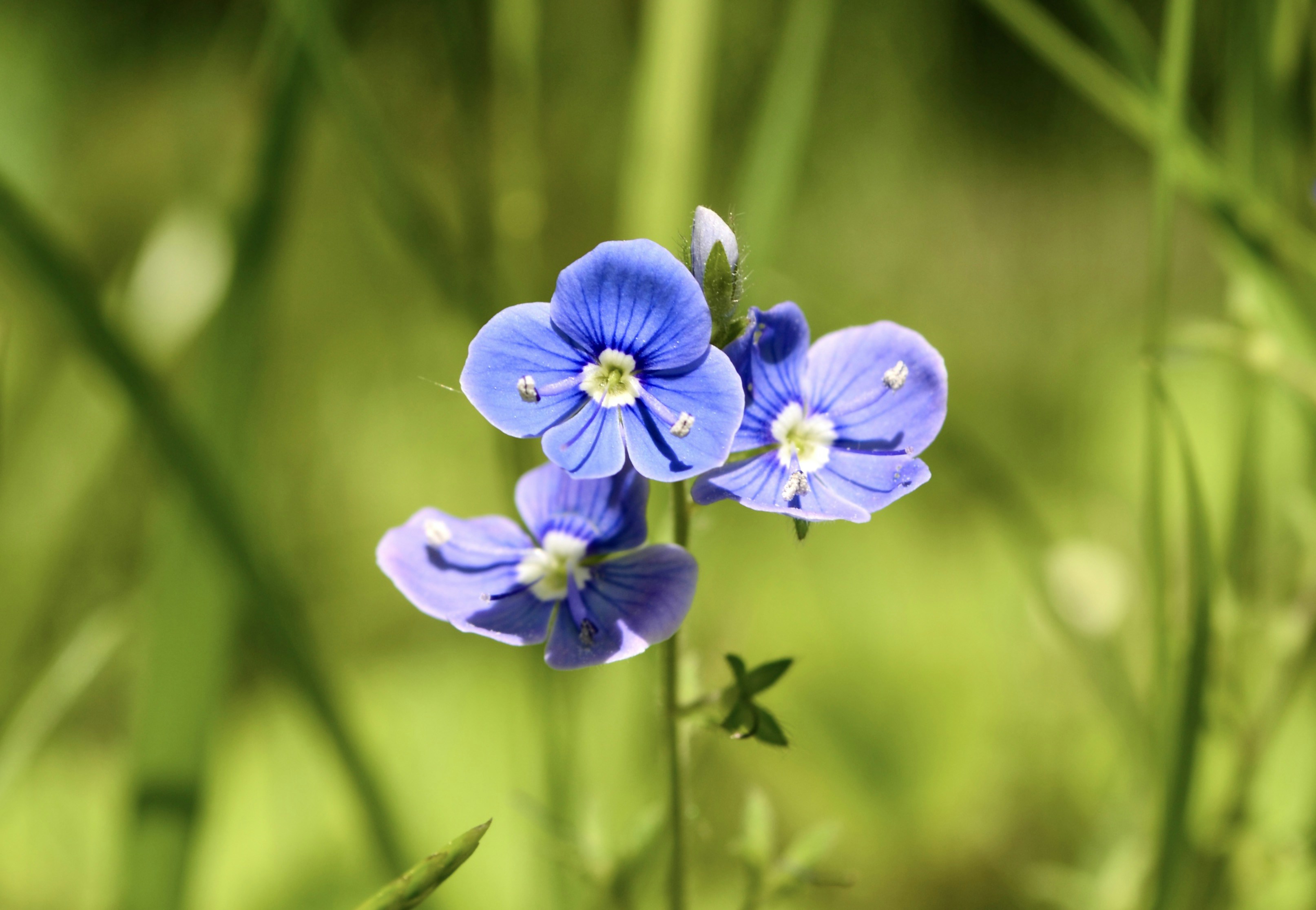 Photo by evgenslavin