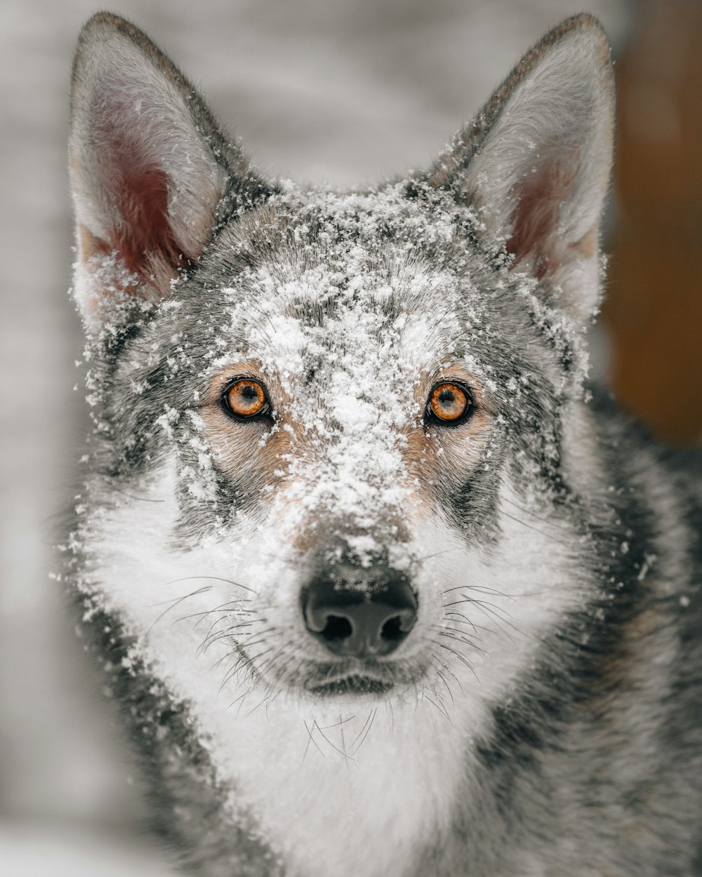 a close up of a wolf