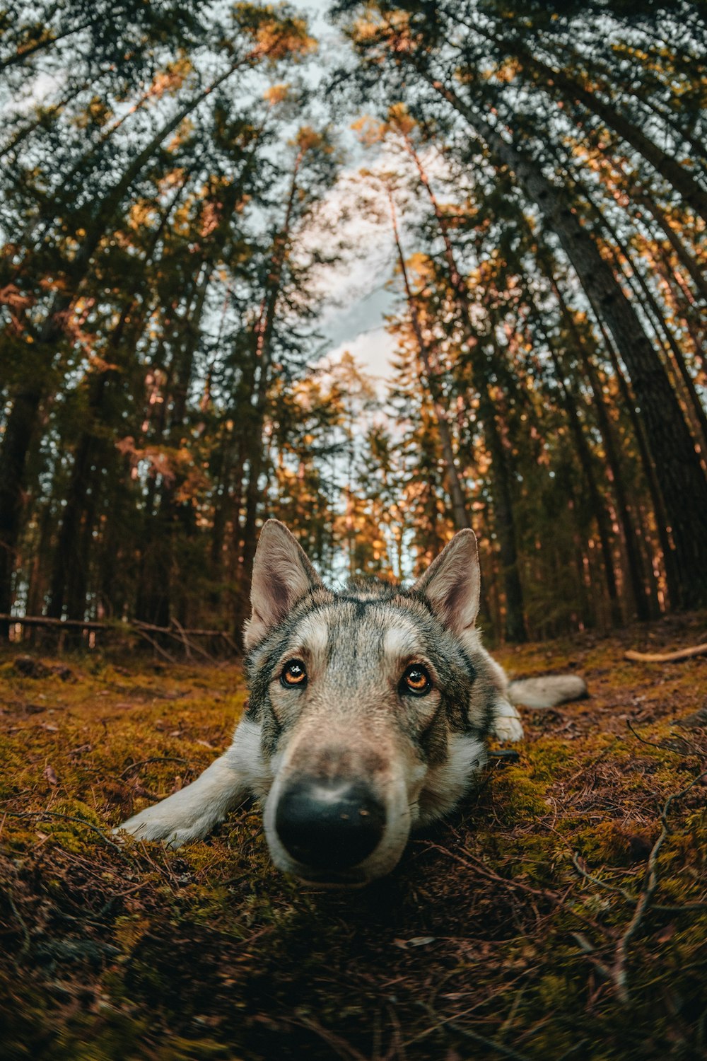 a dog lying in the grass