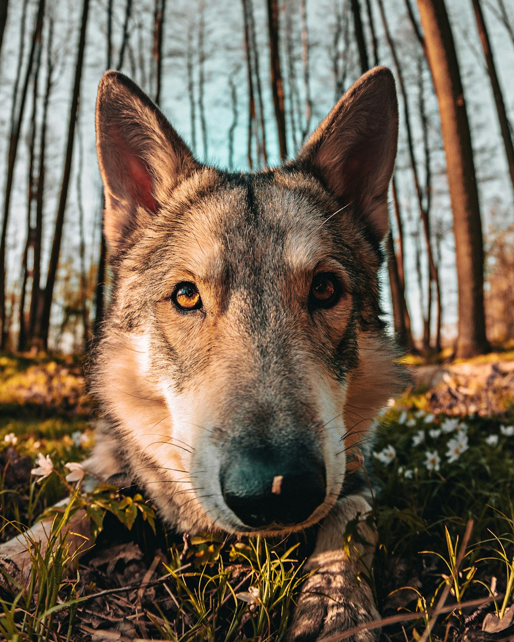 a dog in the woods