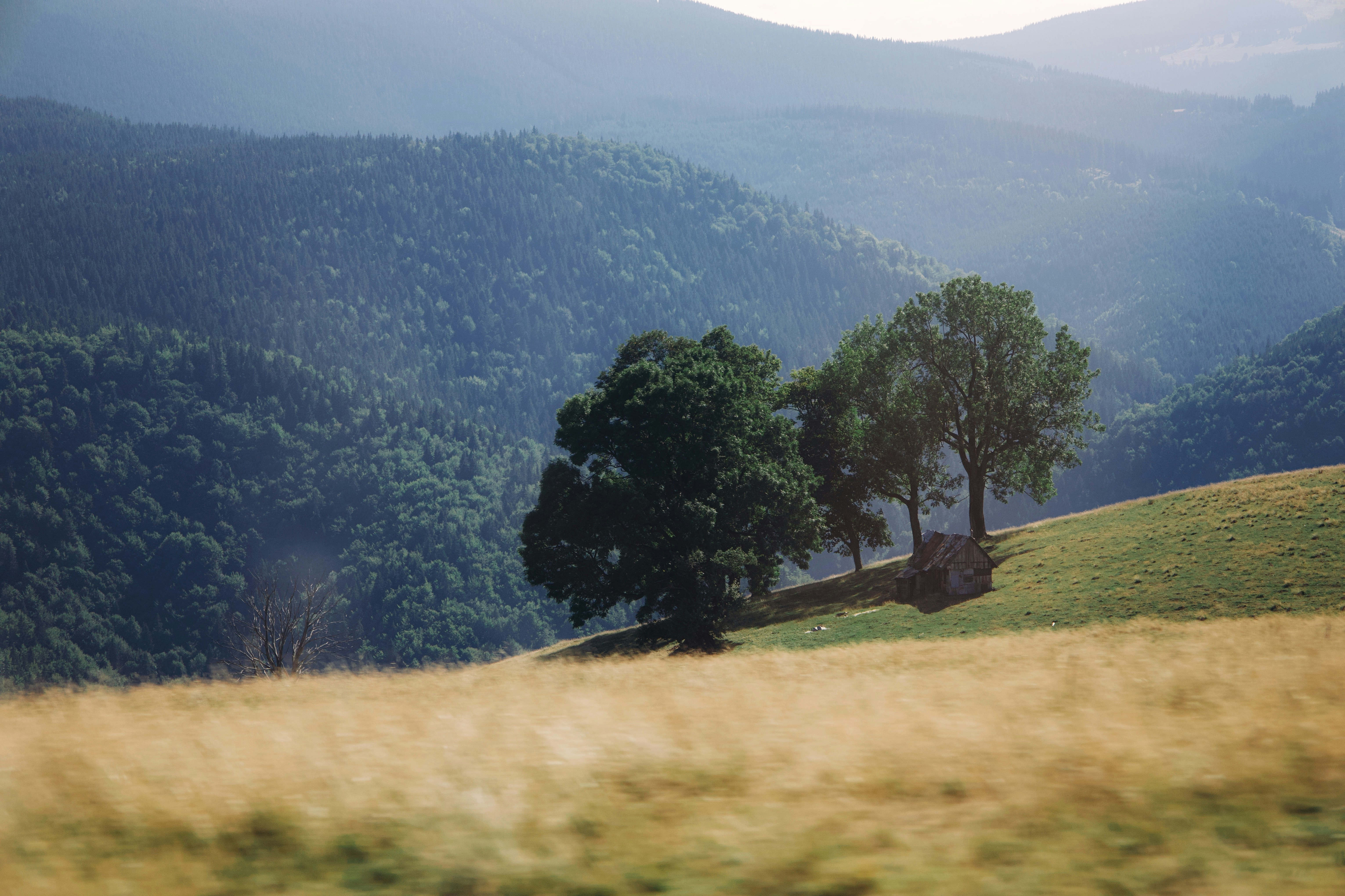 Photo by isabeladrasovean