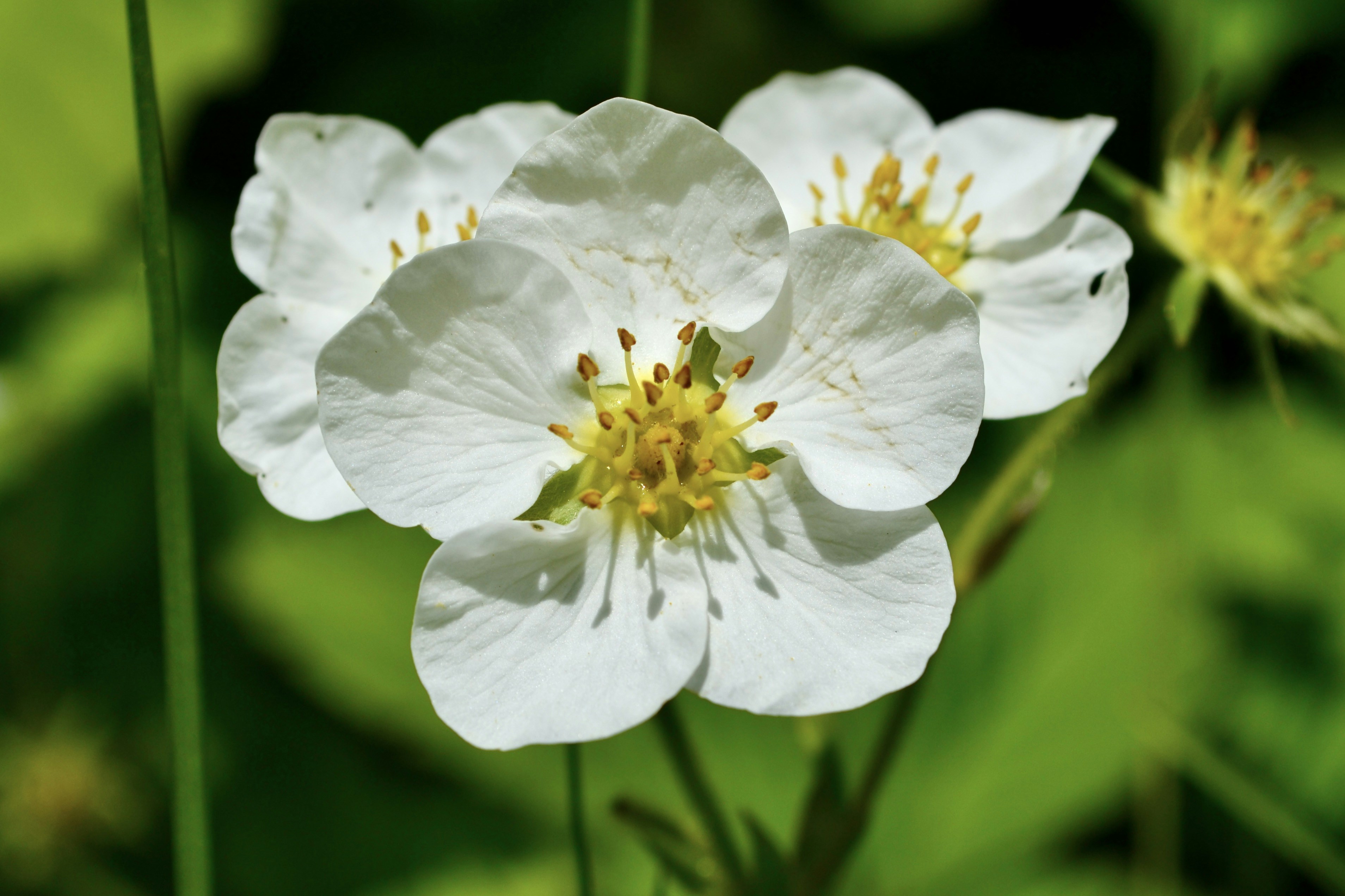 Photo by evgenslavin