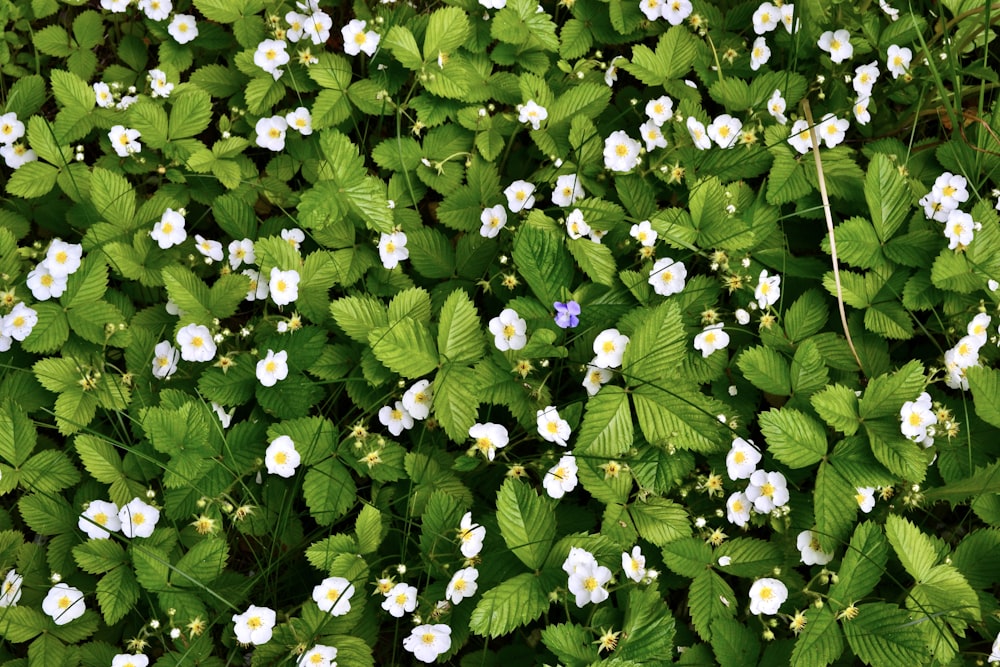 a group of white flowers