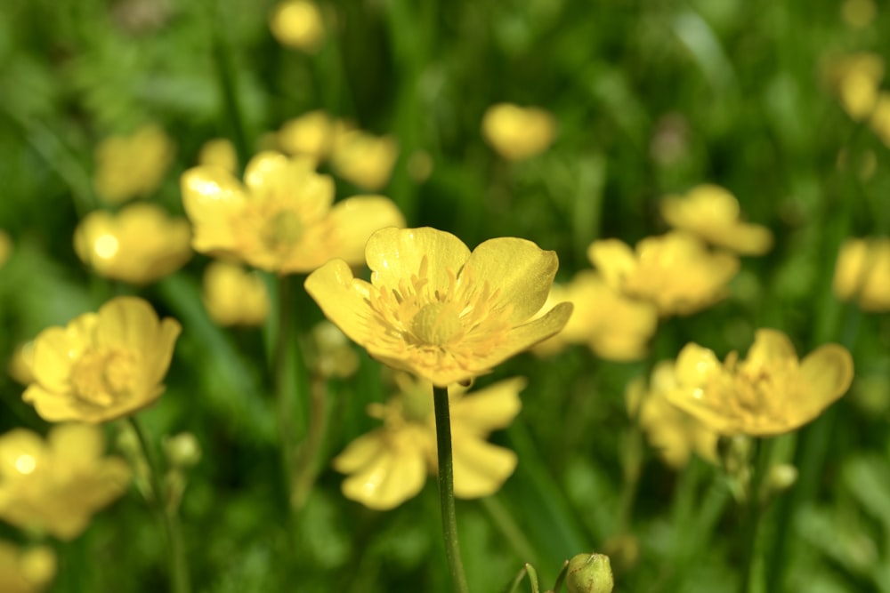 a group of yellow flowers