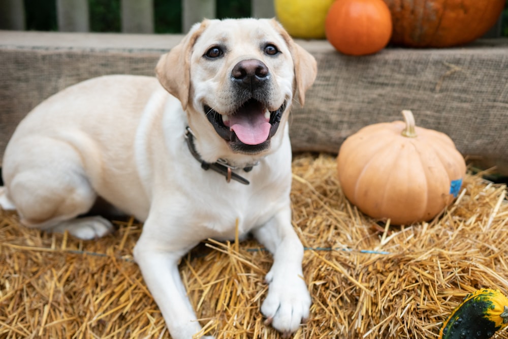 a dog lying on hay with pumpkins in the background