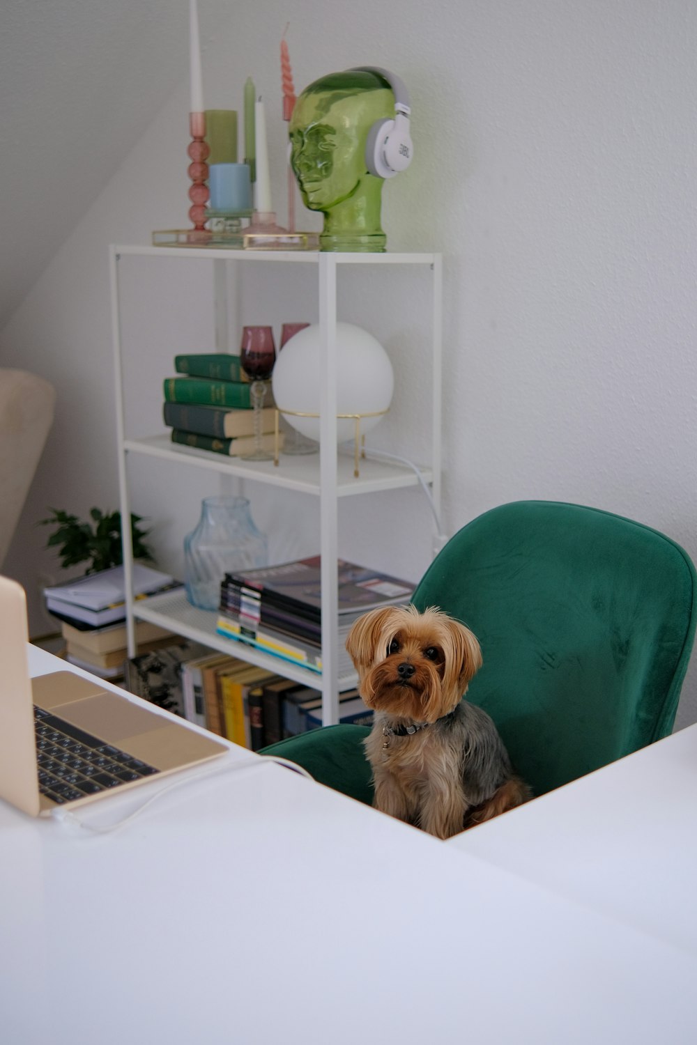 a dog sitting in a chair