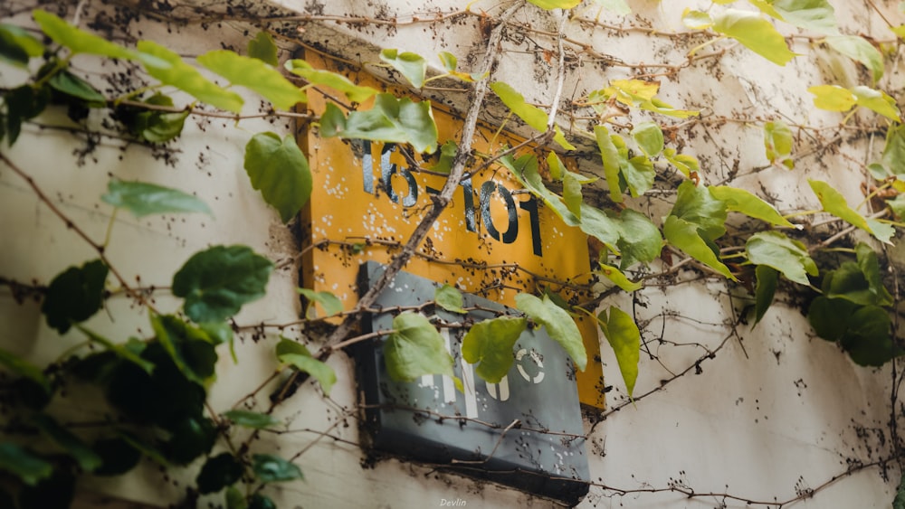 a basketball hoop with leaves