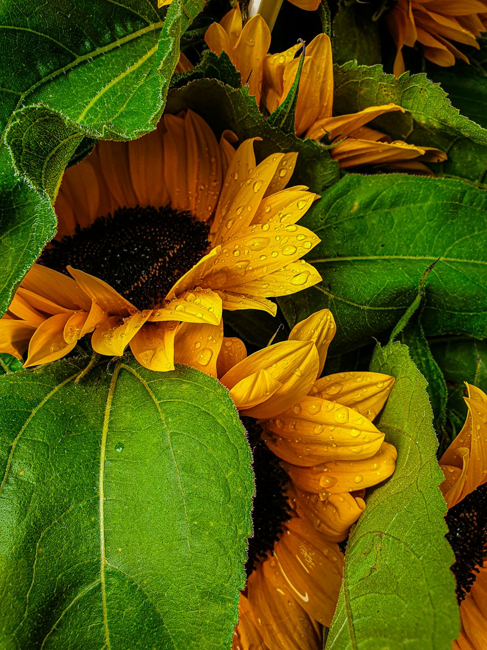 a group of yellow flowers