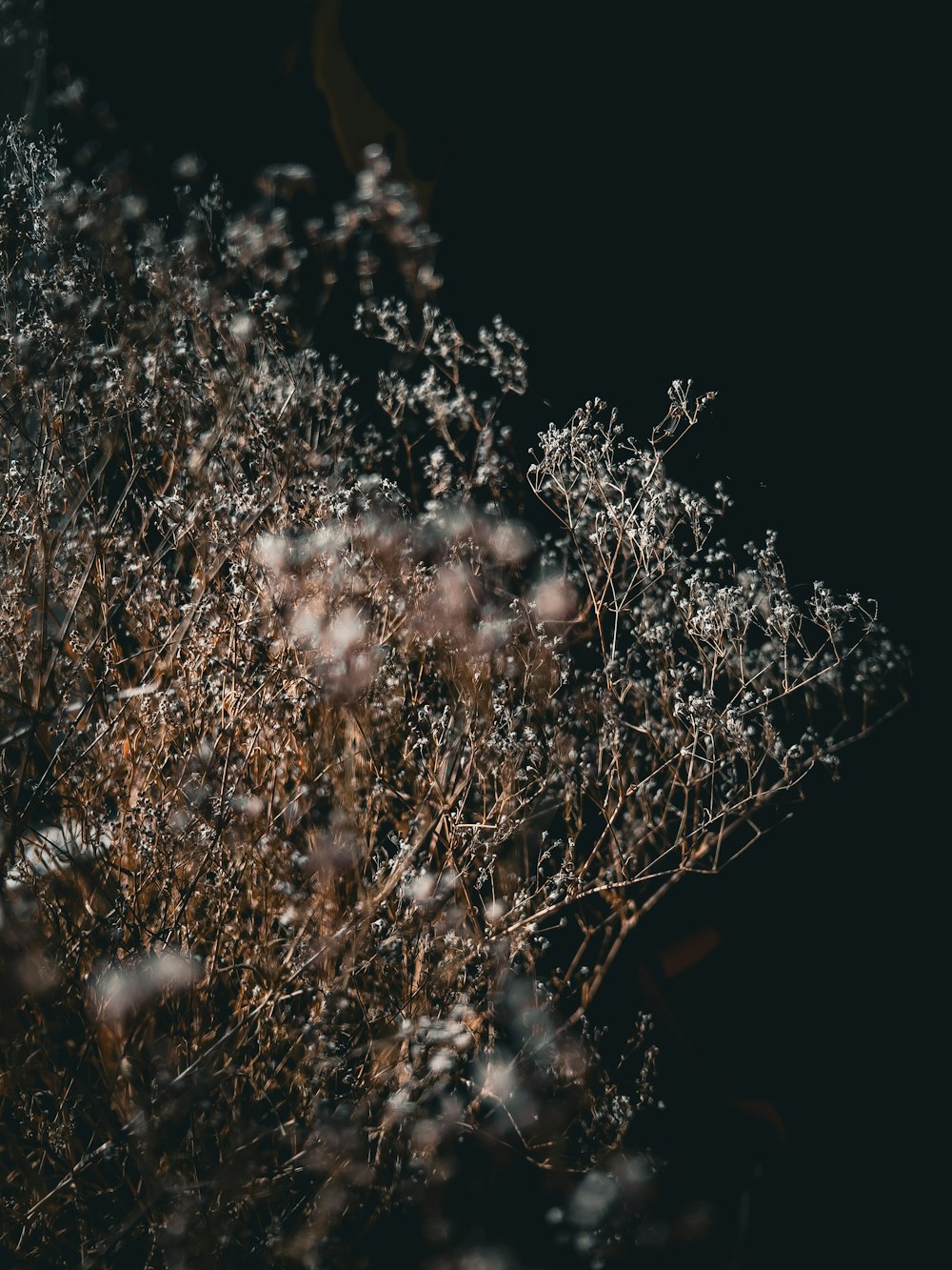 a tree with white flowers