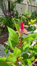 A vibrant garden filled with lush greenery and various plants. In the foreground, a plant with bright green leaves and a single vivid pink flower is prominently featured. The background displays a concrete wall adorned with foliage, including purple and yellow flowers. The overall setting is tranquil and well-maintained.
